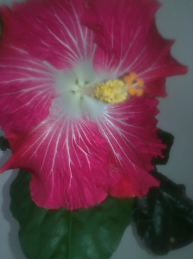 Imagine3395 - HIBISCUS
