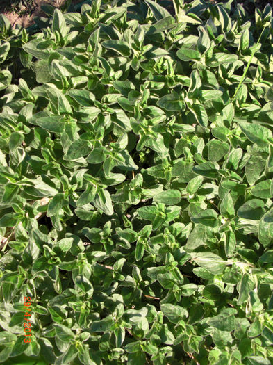 oregano - Oregano