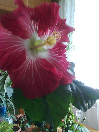 Imagine3393 - HIBISCUS
