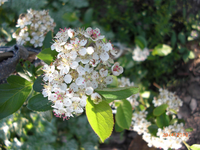 aronia floare