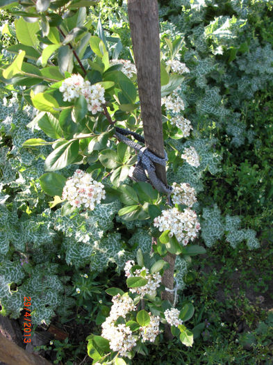 aronia in floare