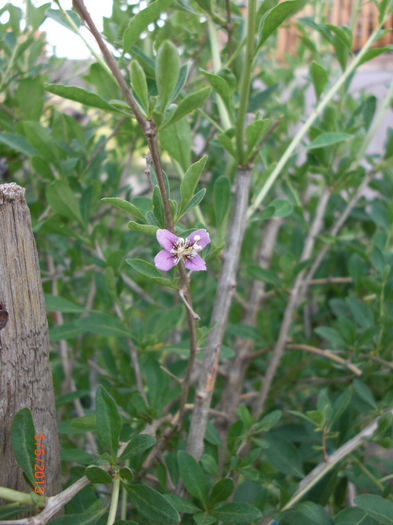 goji inflorit mai - vand Goji Berry planta tineretii prelungite Lycium Barbarum