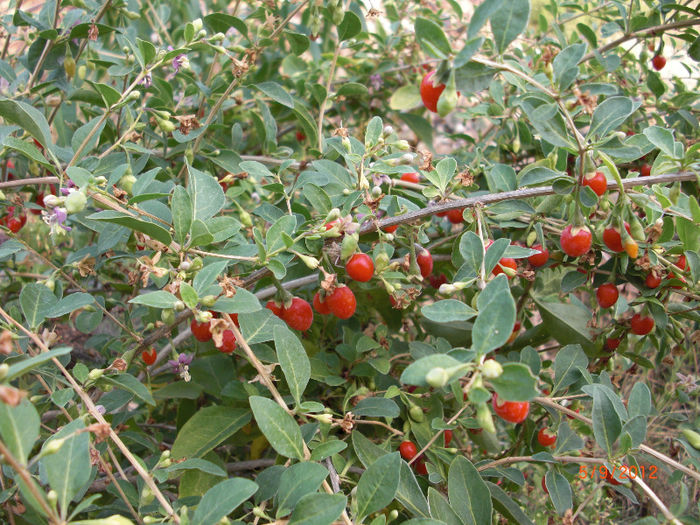 goji boboci flori fructe crude si coapte acelasi arbust si timp - vand Goji Berry planta tineretii prelungite Lycium Barbarum