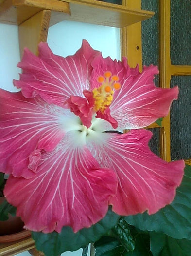 Imagine3410 - HIBISCUS