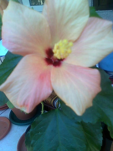 Imagine3408 - HIBISCUS