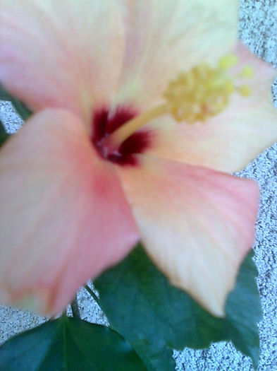 Imagine3409 - HIBISCUS