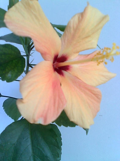 Imagine3414 - HIBISCUS