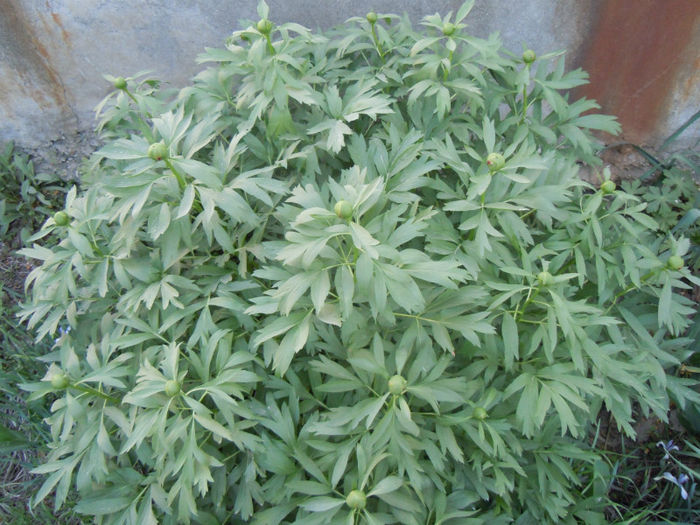 bujorul romanesc- 1 mai