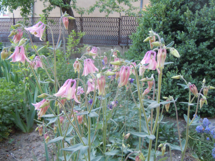 caldaruse - 2013 Sa vina primavara