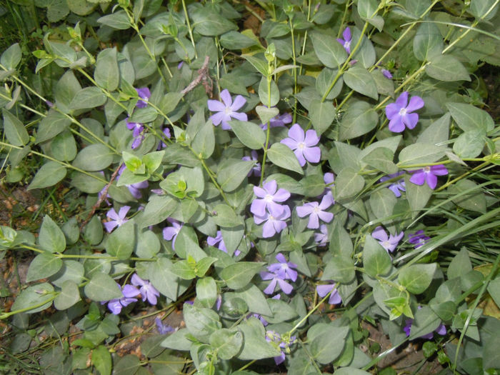 vinca ( saschiu)