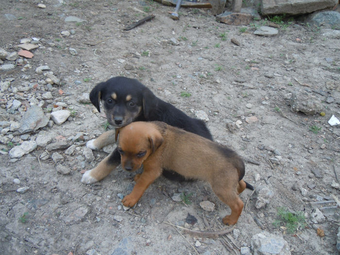 el si ea-de-o seama, de-o mama, dar clar de alta faptura