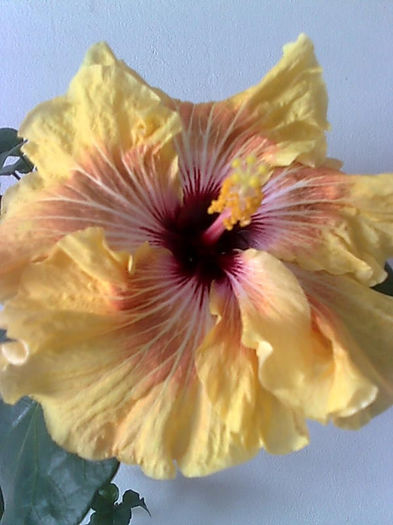 Imagine3427 - HIBISCUS