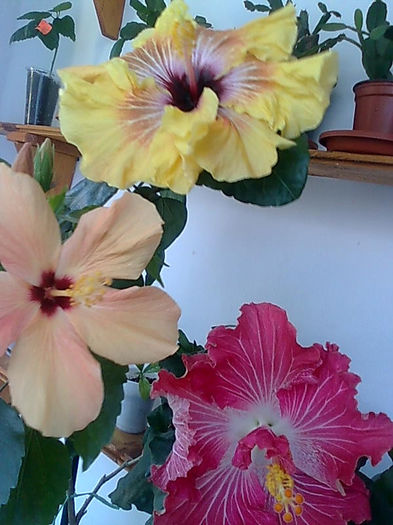 Imagine3430 - HIBISCUS