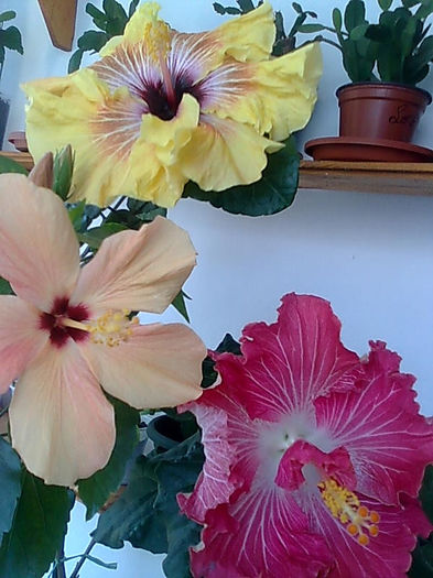 Imagine3432 - HIBISCUS