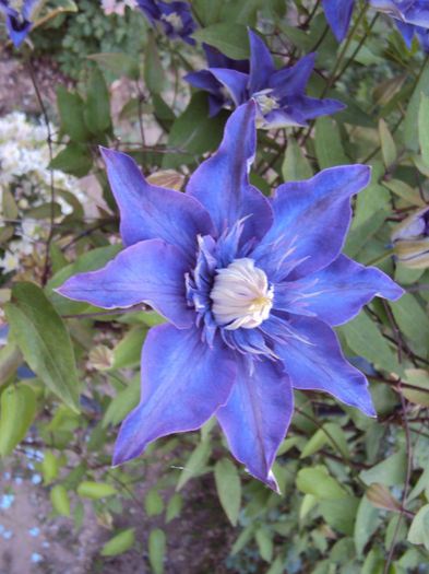 DSC03606 - 1 Clematite 2014