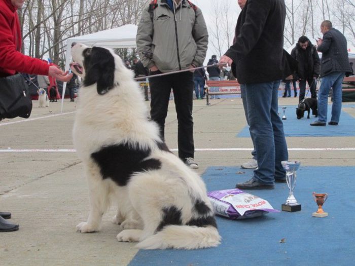  - k-CACIB SLOBOZIA -7- 04- 2013