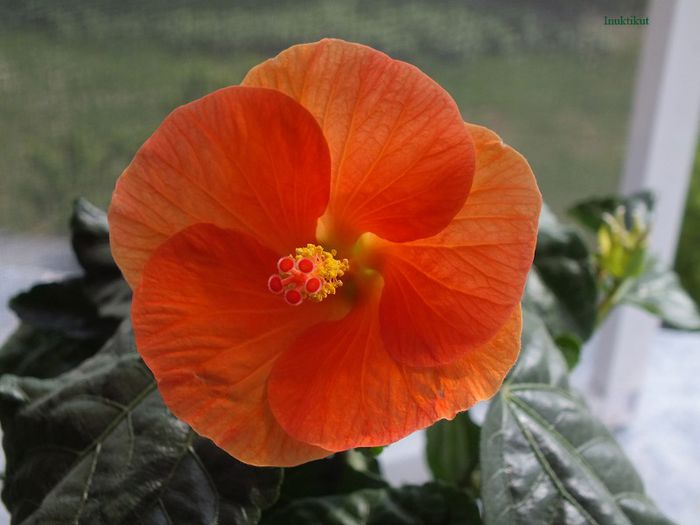 hibi Wiki Orange la a doua inflorire - Hibiscus 2013