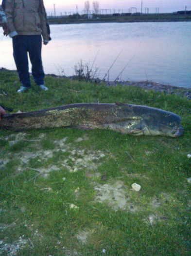 26 kg pe canal prins de IORGU:))) MEDGIDIA) - la pescuit