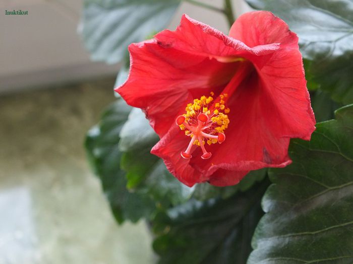 hibi Wela Red - Hibiscus 2013