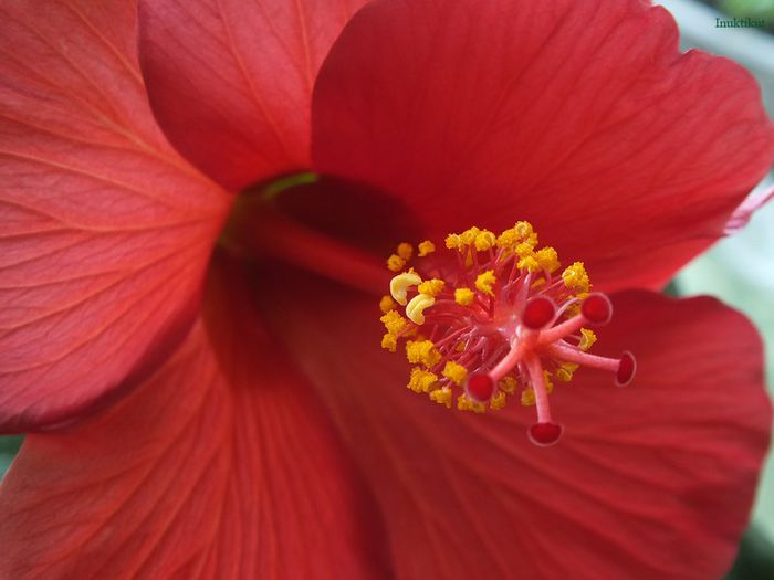 hibi Wela Red1 - Hibiscus 2013