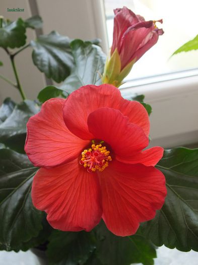 hibi Wela Red2 - Hibiscus 2013