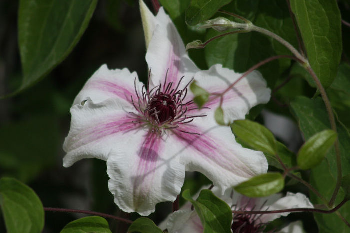 Clematis Carnaby