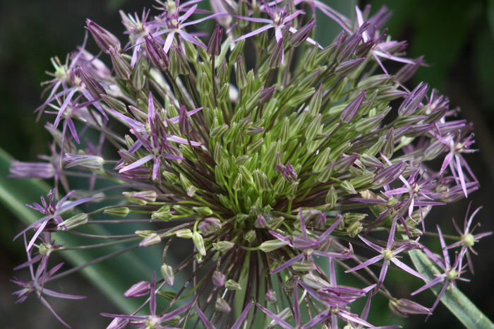 Allium Schubertii