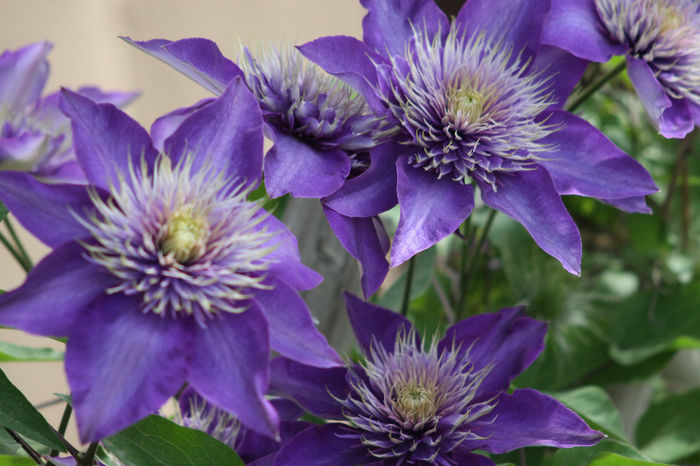 Clematis Multiblue