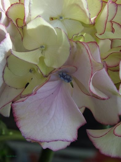 hydrangea4; Florile mai mari de la baza inflorescentelor au capatat o nuanta rozalie  :)
