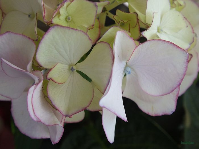 hydrangea