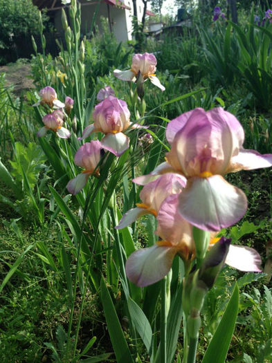 Clasa- Miniature Tall Bearded;Rosemary's Dream-niste simpatici