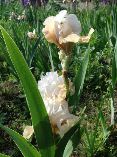 Champagne Elegance -5 mai