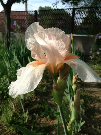 Edward of Windsor- 5 mai