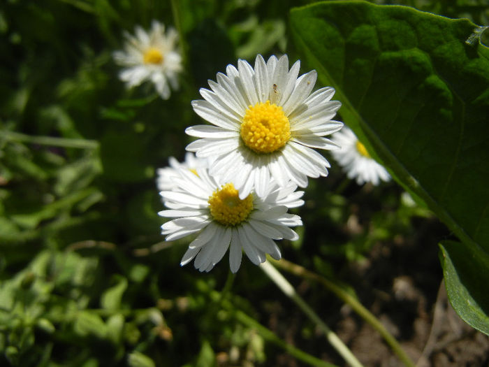 Bellis perennis (2013, May 06) - BELLIS Perennis