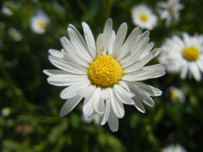 Bellis perennis (2013, May 06) - BELLIS Perennis