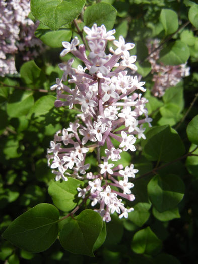 Syringa patula Miss Kim (2013, May 06)