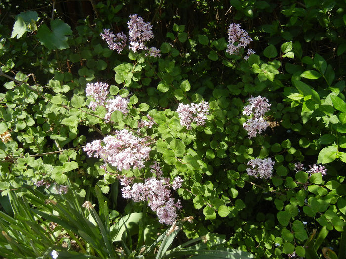 Syringa patula Miss Kim (2013, May 06)