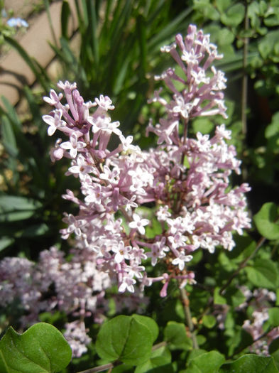 Syringa patula Miss Kim (2013, May 06)