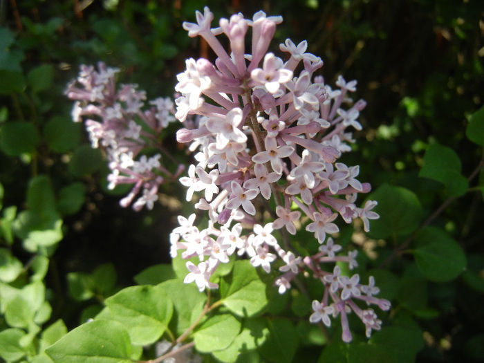 Syringa patula Miss Kim (2013, May 06)
