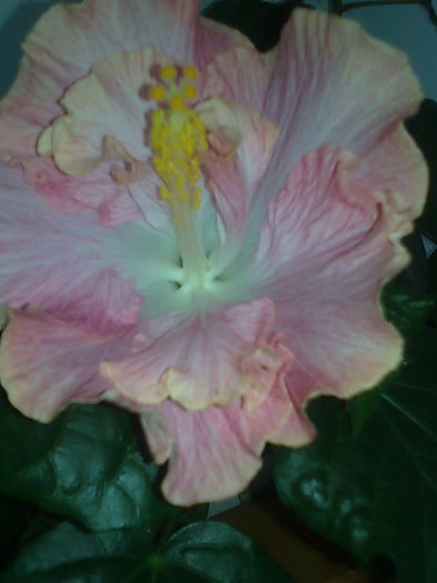 Imagine3435 - HIBISCUS