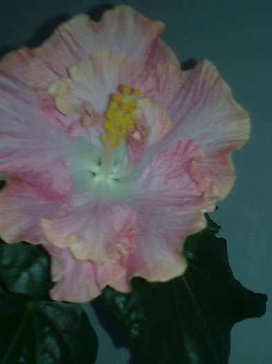 Imagine3436 - HIBISCUS
