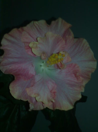 Imagine3437 - HIBISCUS