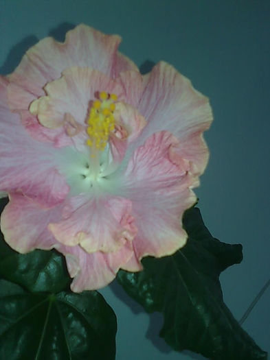 Imagine3438 - HIBISCUS