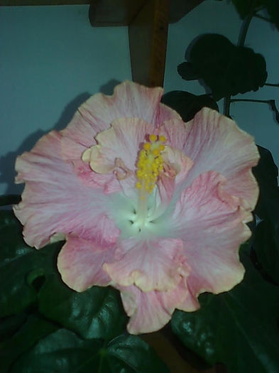 Imagine3439 - HIBISCUS