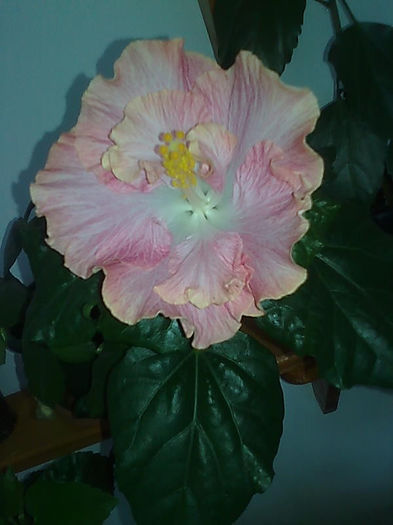 Imagine3440 - HIBISCUS