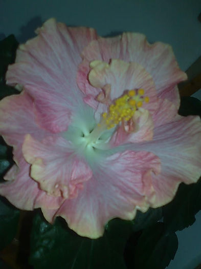 Imagine3441 - HIBISCUS