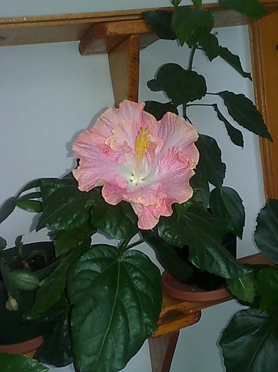 Imagine3442 - HIBISCUS
