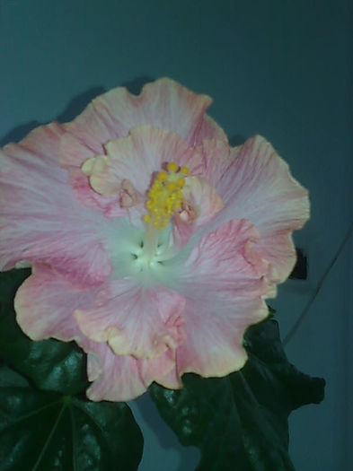 Imagine3443 - HIBISCUS
