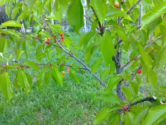 Cateva cirese - Pomi fructiferi