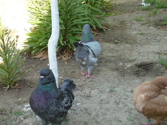 Picture 019